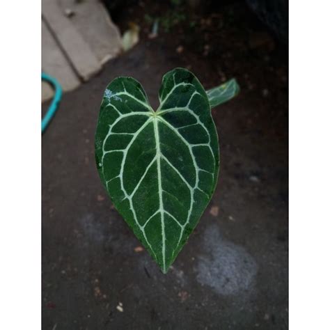 Jual Kuping Gajah Petir Anthurium Magnificum X Crystallinum Shopee