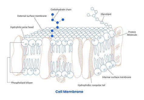 Premium Vector Detailed Diagram Models Of Human Cell Membrane