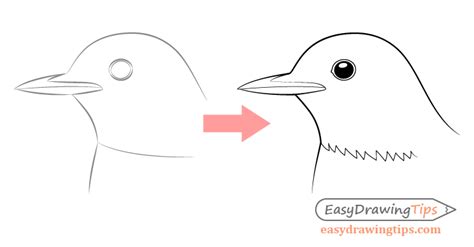 How To Draw A Bird Step By Step Side View Easydrawingtips