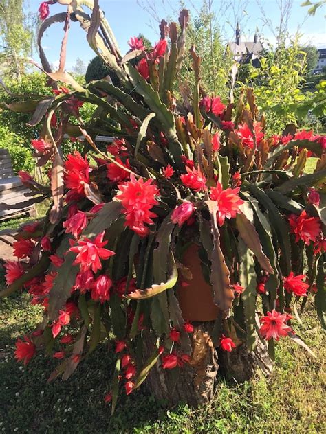 Kaktus Orchideen Red Epiphyllum Stecklingen Red Orchid Etsy