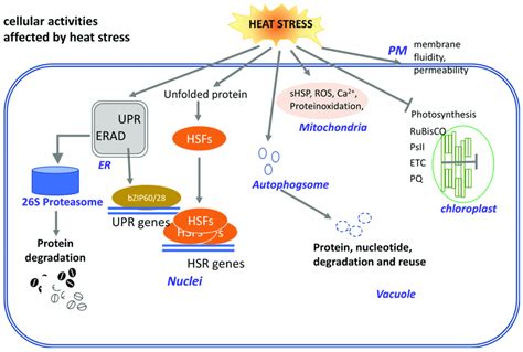 Schematic Diagram Illustrating The Plant Response To Heat Stress At The