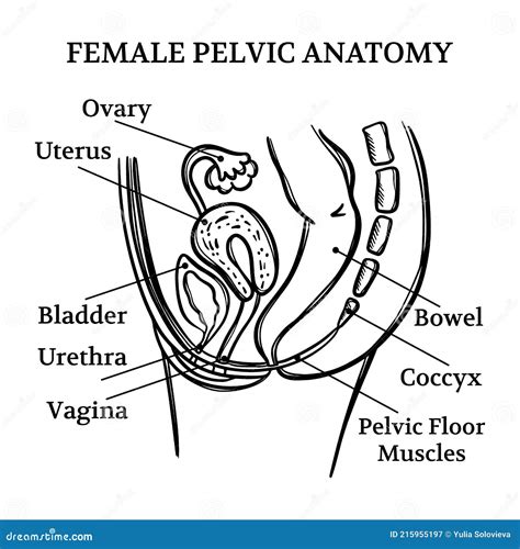 Female Pelvic Anatomy Monochrome Education Scheme Vector Set Stock Vector Illustration Of