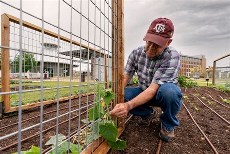 Aggie Horticulture Texas A M AgriLife Extension Service