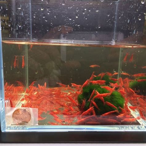 ≡ Cherry Shrimp Care: Feeding, Cherry Shrimp Tank Mates in Aquarium