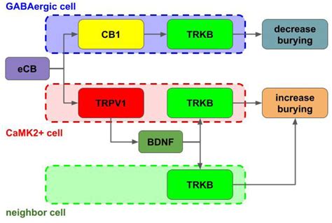 Dual Mechanism Of Trkb Activation By Anandamide Through Cb And Trpv