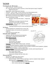 Ch The Cell Pdf Ch The Cell Visualizing The Cell Microscopes