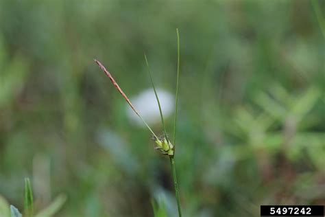 Fewseed Sedge Carex Oligosperma