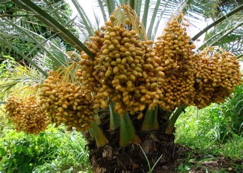 Jual Bibit Kurma Barhee Tropis Perbanyakan Kultur Jaringan