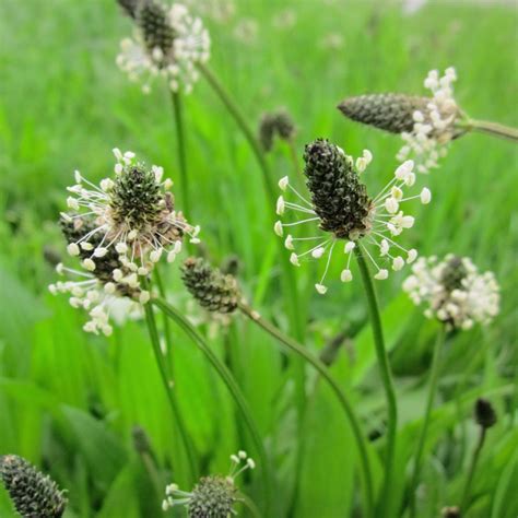 Babka Lancetowata Plantago Lanceolata Opis Wygl D Wymagania