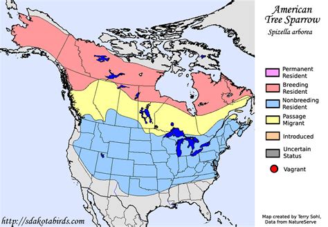 American Tree Sparrow - Species Range Map