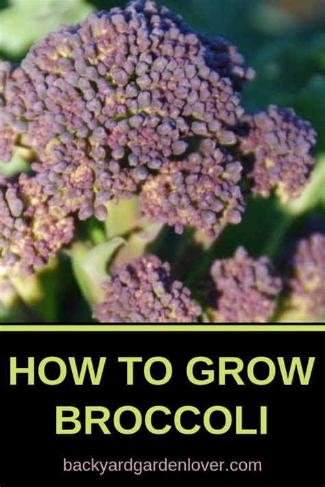 How To Grow Broccoli In Your Garden