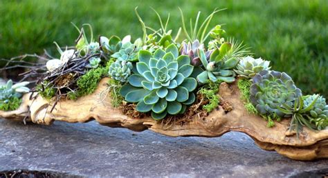 Diy Succulent Terrarium Tutorial For Your Garden Expert Home Tips