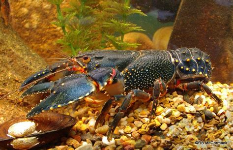 Crayfish List - Freshwater Crayfish of Australia | Australian Aquatic ...