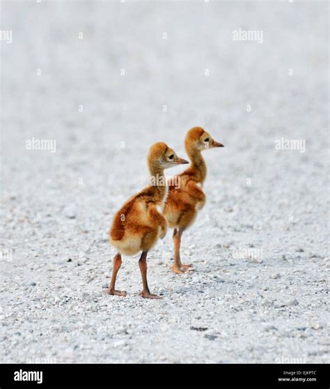 Two Small Sandhill Crane Chicks Stock Photo Alamy