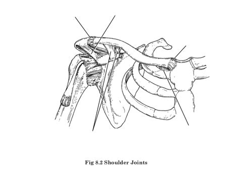 ap shoulder joints diagram quizlet