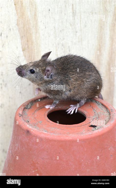 Rongeur De Souris Banque De Photographies Et D’images à Haute Résolution Alamy