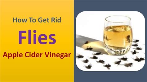 How To Get Rid Flies Apple Cider Vinegar Youtube