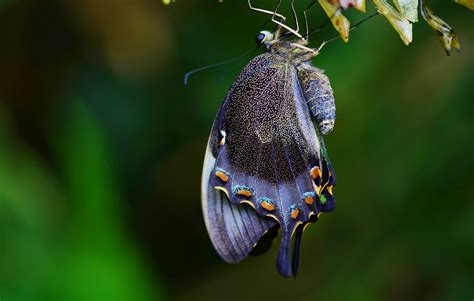 Cocoon Butterfly - HD Wallpapers