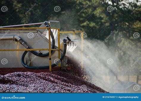 Harvesting cranberry bog stock image. Image of small - 21676557