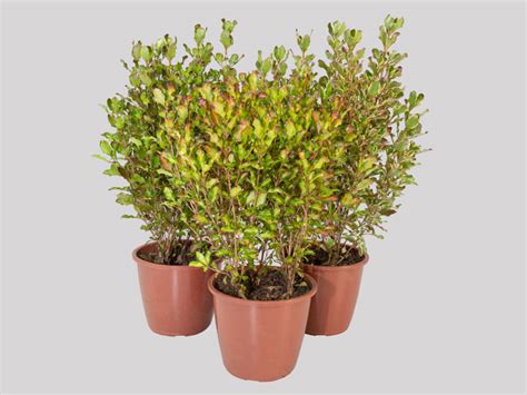 COPROSMA P17 VARIADO Veiling Holambra Flores E Plantas Ornamentais