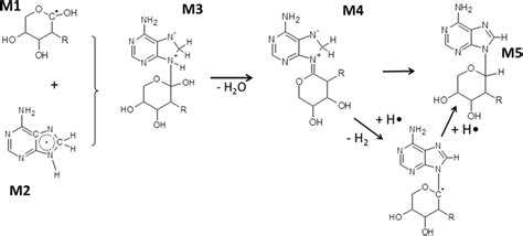 Proposed reaction mechanism for the nucleoside formation assuming ...