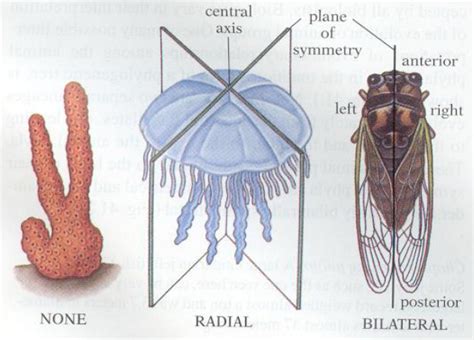 Radial symmetry in cnidarian Jellyfish and Other Cnidarians | Symmetry ...