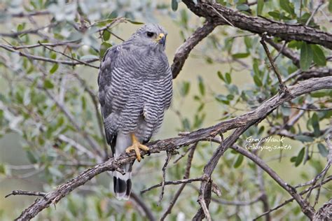 Gray Hawk ⋆ Tucson Audubon