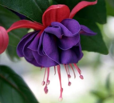 Fuchsia - Flowers Photo (29859240) - Fanpop