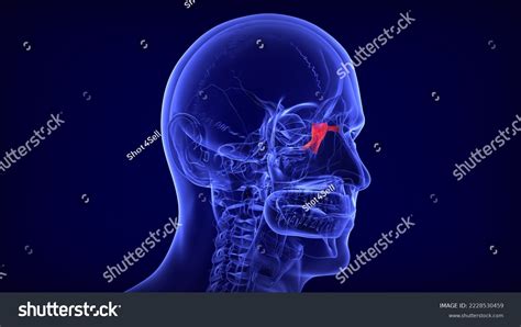 Human Skull Lacrimal Bone Anatomy D Stock Illustration