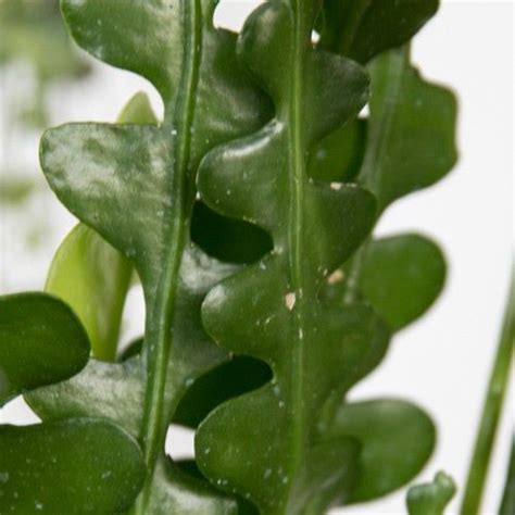 A Plant With Green Leaves And Water Drops On It