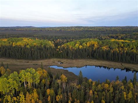 Taiga Forest Carbon Project Forest Management Project - Perimeter Forest