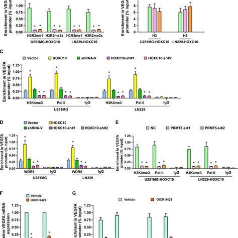 Clinical Relevance Of HOXC10 And VEGFA Expression In Gliomas A