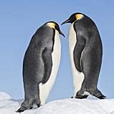 March of the Penguins 2 Photos and Details | POPSUGAR News