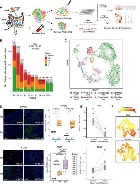 Single Cell Transcriptome Analysis Of Colorectal Cancer A The Workflow