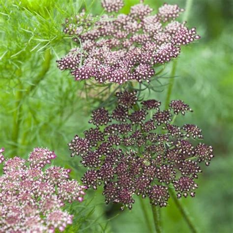 Chocolate Lace Flower False Queen Annes Lace Wild Etsy