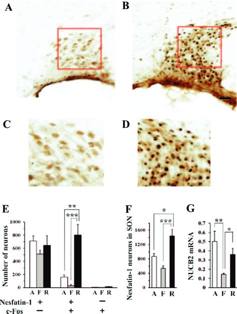 C Fos Expression On Nesfatin 1 Neurons In SON After Refeeding