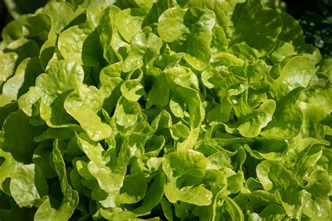 Ensalada Verde Hojas De Lechuga Foto Gratis En Pixabay Pixabay