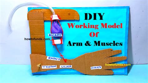 Working Model Of Arm And Muscles For Science Project Free Science Maths English Physics