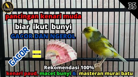 Suara Burung Kenari Gacor Panjang Cuit Cuit Ngerol Nembak Pancingan