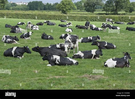 Domestic Cattle Holstein Dairy Cows Herd Grazing And Resting In