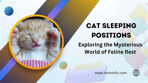 Cat Sleeping Positions : Exploring the Mysterious World of Feline Rest