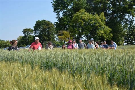 Des blés tendres sélectionnés pour le bio Journal Paysan Breton