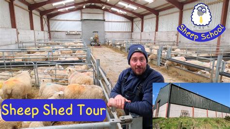 Sheep Shed Layout And Design Lambing Time Approaches Youtube