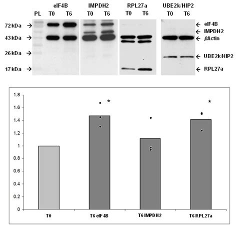 Western Blot Results 3t3 L1 Cells Were Differentiated With Insulin