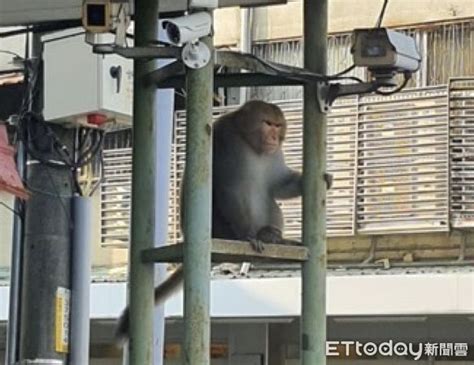 胖獼猴現身雲林縣府停車場！鄰近幼兒園引恐慌 農業處置籠誘捕 Ettoday生活新聞 Ettoday新聞雲