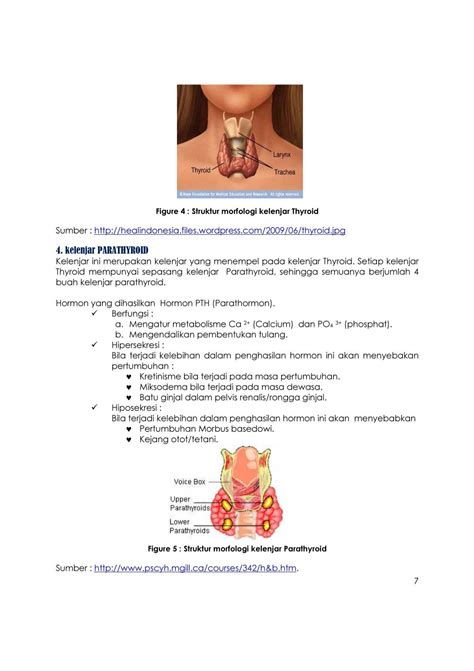 3 Kelenjar Thyroid Kelen