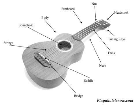 Anatomy Of The Uke Parts Of The Ukulele Play Ukulele Now