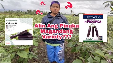 Calixto F Vs Prolifica F Ang Pinaka Magandang Variety Ng Talong