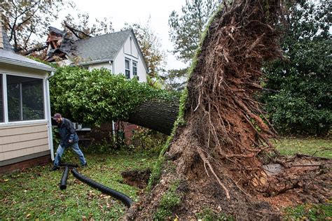 What To Do When Your Neighbors Tree Falls And Damages Your Home