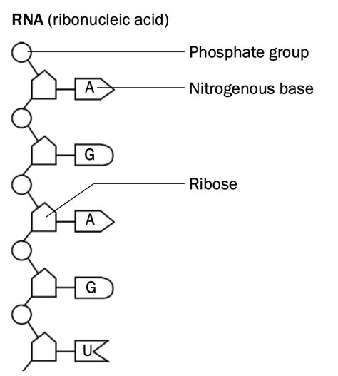 The Structure Of Dna And Rna Grade 12 Life Sciences Notes With